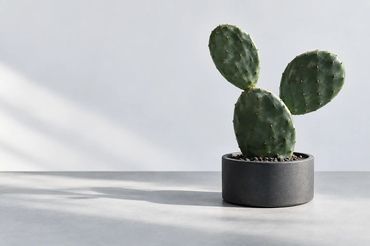A green cactus in a charcoal planter, photographed in soft daylight